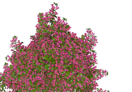 Purple Flowering Tree