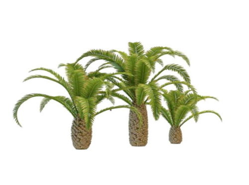 Nature Pygmy Date Palm Trees