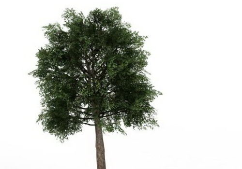 Green Tree Quercus Suber