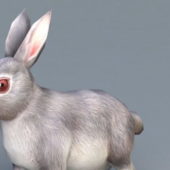 Rabbit Animal | Animals