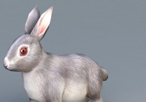 Rabbit Animal | Animals