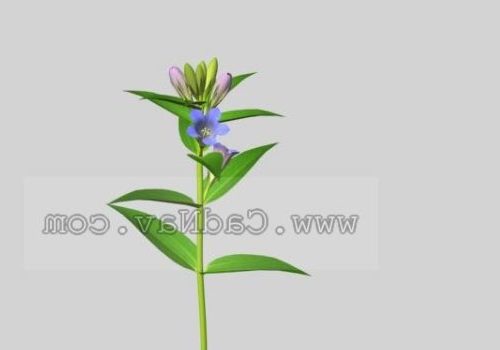 Plant Radix Gentianae Flower