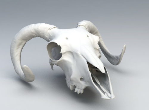 Wild Ram Skull