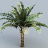 Nature Raphia Palm Trees
