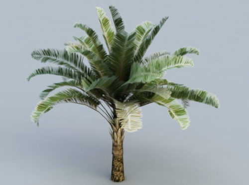 Nature Raphia Palm Trees