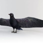 Raven Bird Rig