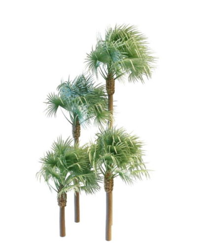 Realistic Fan Palms Tree