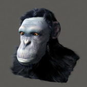 Chimpanzee Head Animal