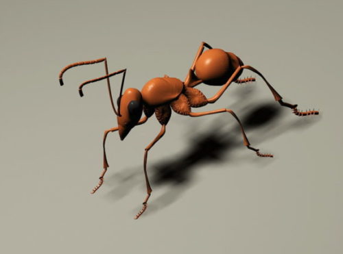Animal Red Ant