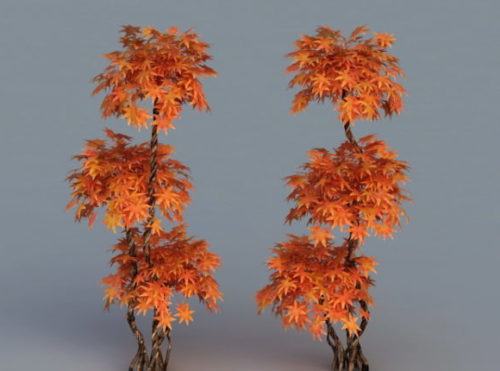 Red Japanese Maple Ree