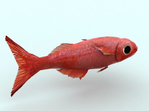 Red Fish Animal