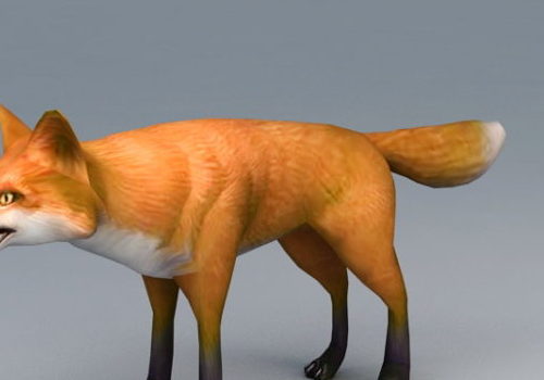 Wild Red Fox Animal