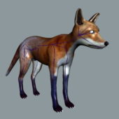Animal Red Fox Rigged