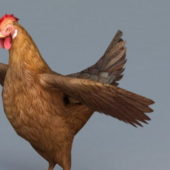 Red Hen Chicken | Animals