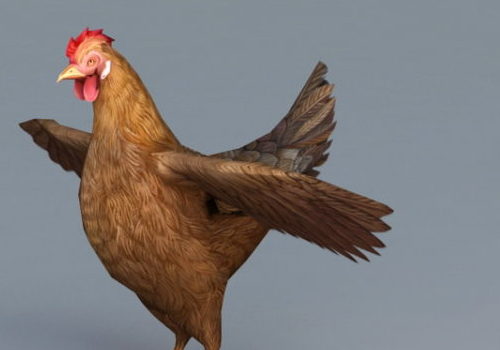 Red Hen Chicken | Animals