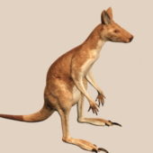 Red Kangaroo Animal