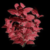 Red Leaf Flower Plant