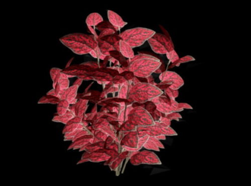 Red Leaf Flower Plant