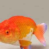 Goldfish Ranchu | Animals