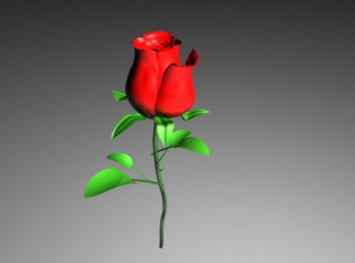 Single Roses Flower