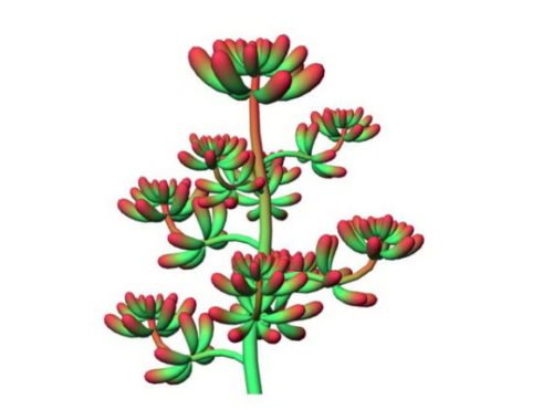 Red Sedum Flower