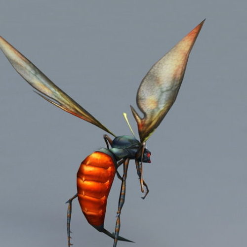 Red And Black Wasp | Animals