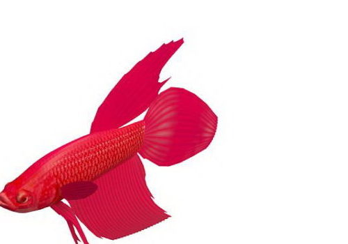 Red Betta River Fish Animals