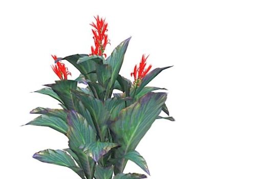 Red Canna Lily Flower Plants