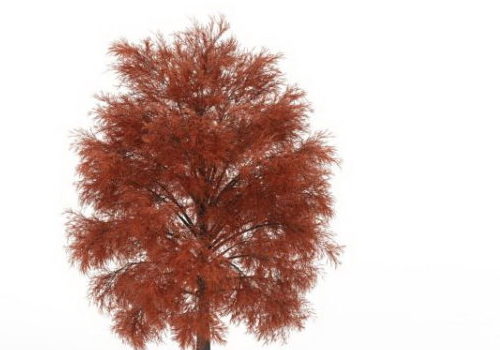 European Red Coniferous Tree