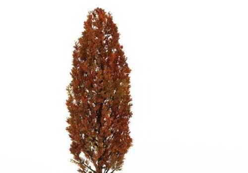 Autumn Red Cypress Tree