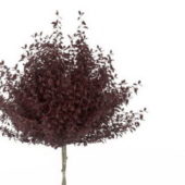 Autumn Red Dwarf Plum Tree