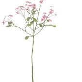 Nature Green Red Flowering Herb Plant