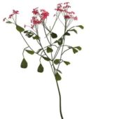 Red Flowering Shrubs Plant