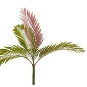 Red Leaf Palm