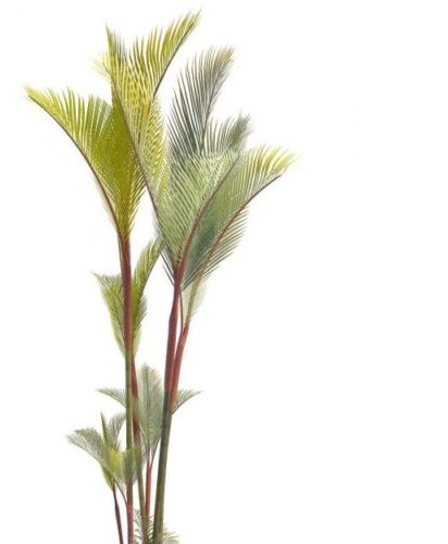 Green Red Palm