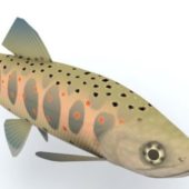 Masu Salmon Fish Animals V1