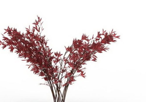 Red Photinia Shrub Plant