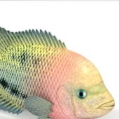 Realistic Redbreast Sunfish Animals