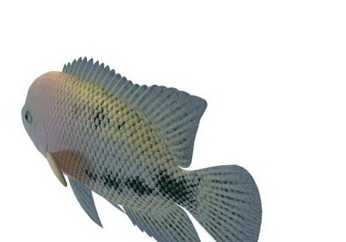 Redhead Cichlid Fish Animal Animals