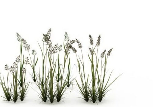 Garden Reed Grass