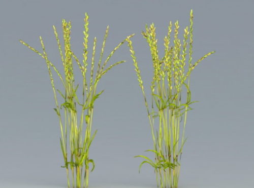 Nature Rice Plant
