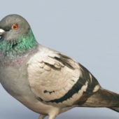 Rock Pigeon Bird