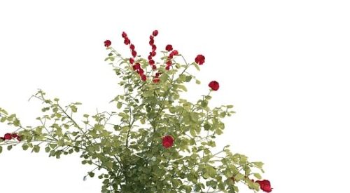 Rosa Davurica Pall Garden Plant