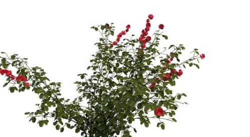 Tree Rosa Rugosa Plant