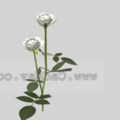 Plant Flower Rose White