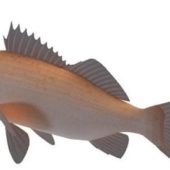 Rougheye Rockfish River Fish Animals