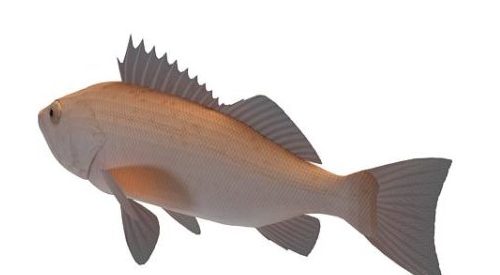 Rougheye Rockfish River Fish Animals
