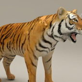 Tiger Bengal Indian | Animals