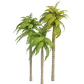 Royal Palm Ornamental Nature Trees