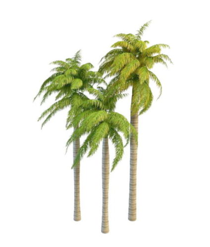 Royal Palm Ornamental Nature Trees